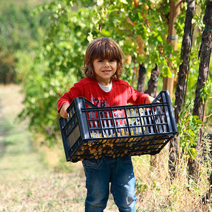 Child holding a crate of harvested grapes in a vineyard